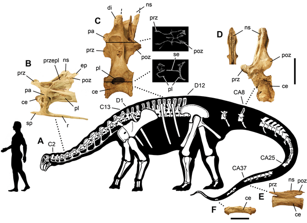 Anatomically Bizarre Nigersaurus Taqueti Had A Mouth Like A Vacuum Cleaner